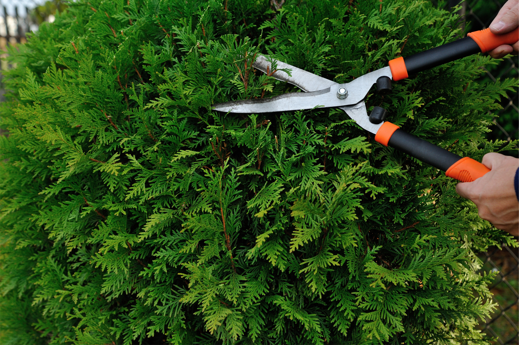 Aux Plaisirs du Jardin : remise en état de jardin